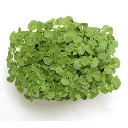 Graines de Shiso vert pour micro-pousses