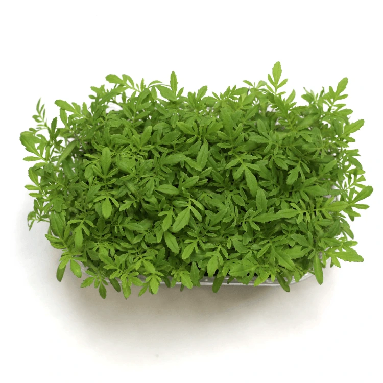[SATAGETEPASSIONNT20] Graines de Tagète Passion pour micro-pousses (20g)