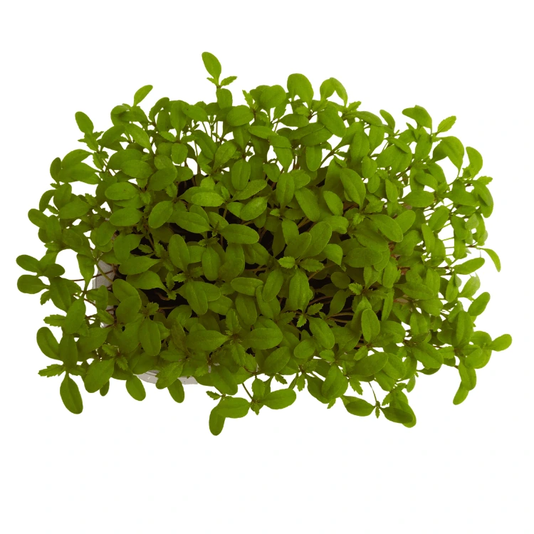 [SATAGETEMENTHOLEENT20] Graines de Tagète mentholée pour micro-pousses (20g)