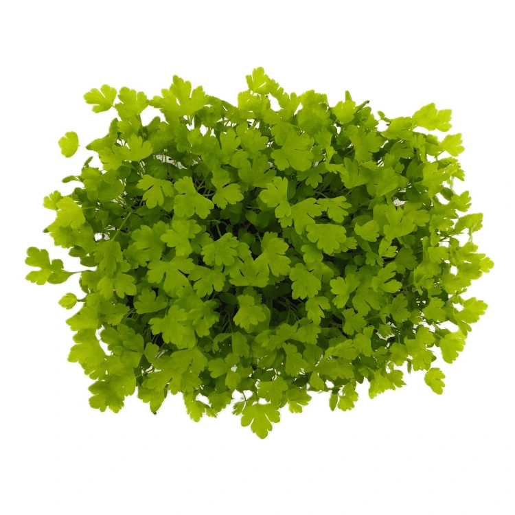 Graines de Céleri bio pour micro-pousses