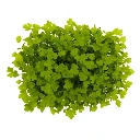 Graines de Céleri bio pour micro-pousses