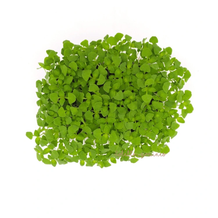 Graines de Basilic citron AB pour micro-pousses