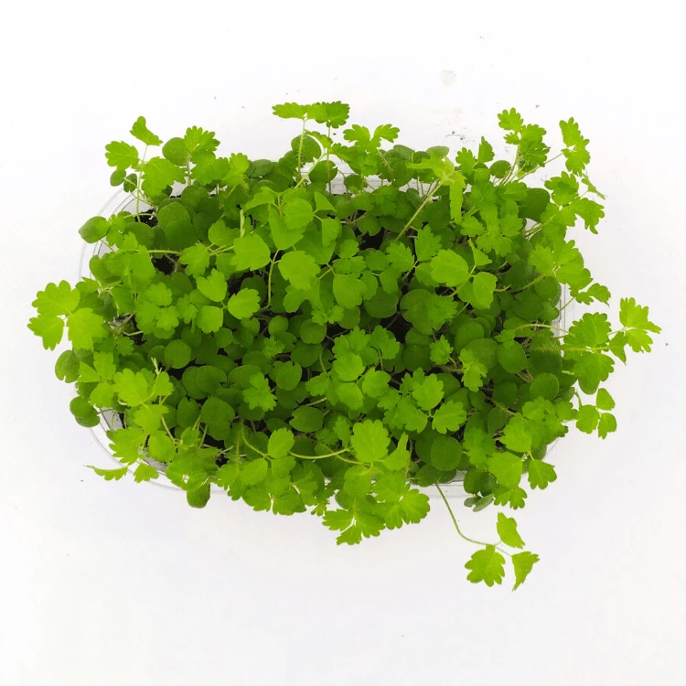 [SAPIMPRENELLENT50] Graines de Pimprenelle pour micro-pousses (50g)