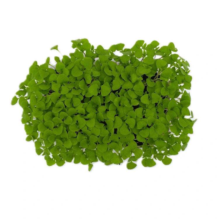 Graines de Basilic thaï pour micro-pousses