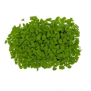 Graines de Basilic thaï pour micro-pousses