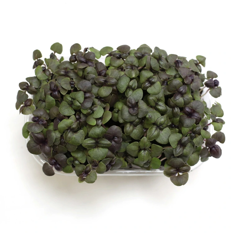 Graines de Basilic pourpre pour micro-pousses