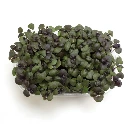 Graines de Basilic pourpre pour micro-pousses