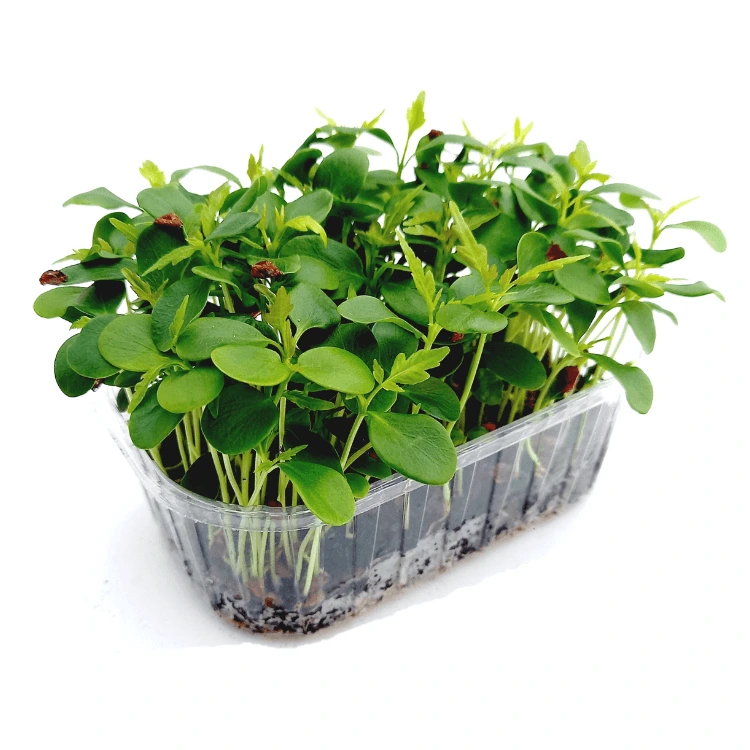 [SATOONANT50] Graines de Toona pour micro-pousses (50g)