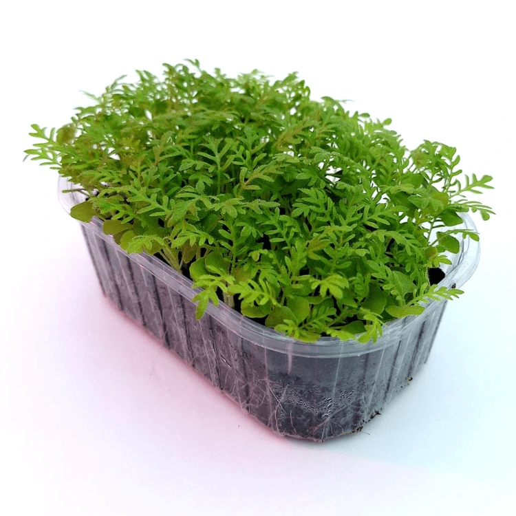 Graines de Lavande pour micro-pousses
