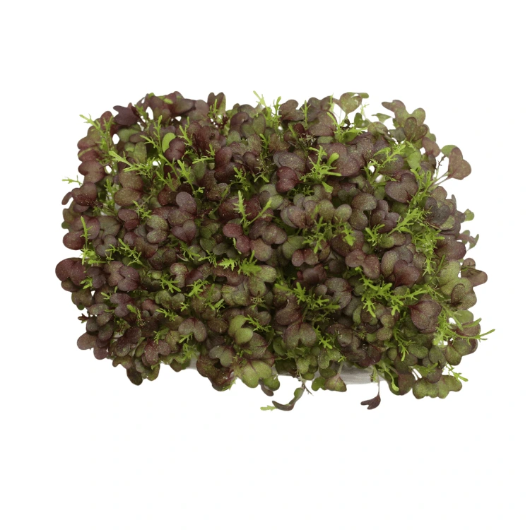 Graines de Moutarde rouge bio pour micro-pousses