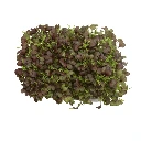 Graines de Moutarde rouge bio pour micro-pousses