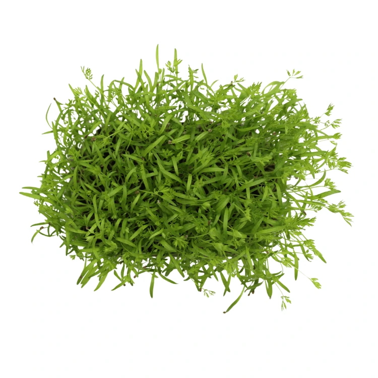 Sachet de carotte