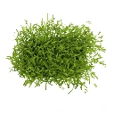 Sachet de carotte