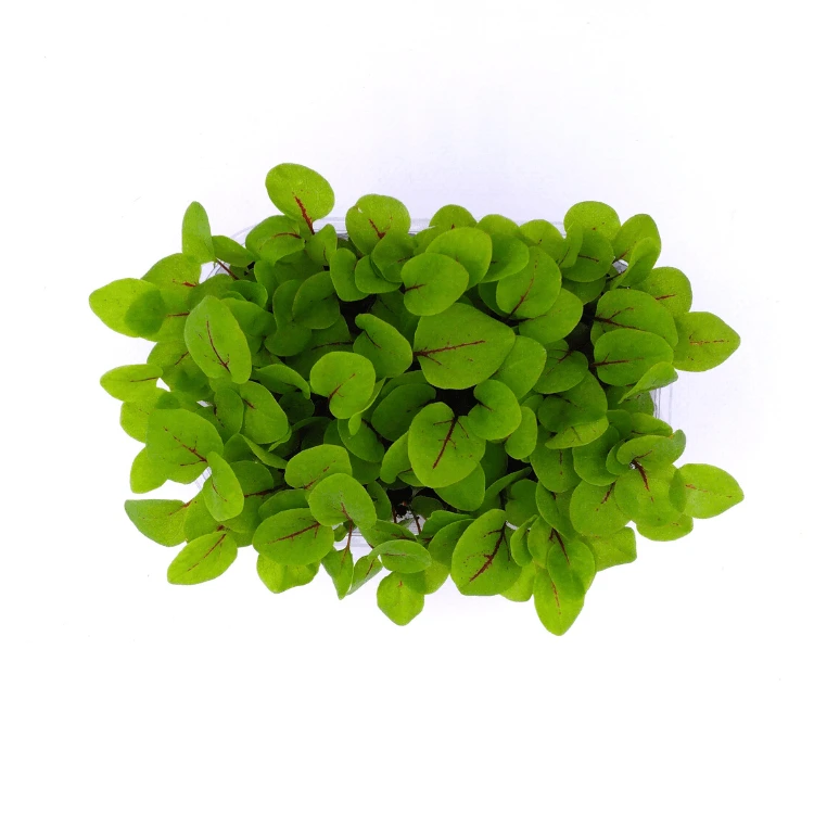 [SAOSEILLENT20] Graines d'Oseille pour micro-pousses (20g)