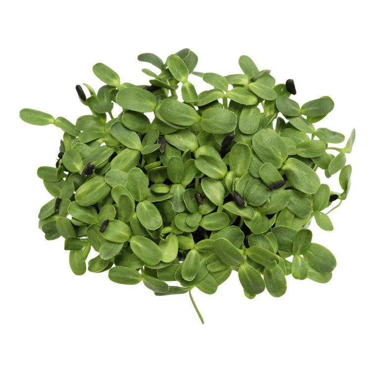 [SATOURNESOLAB150] Graines de Tournesol bio pour micro-pousses (150g)
