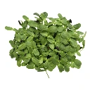 Graines de Tournesol bio pour micro-pousses