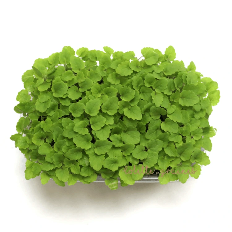 [SAAGASTACHENT20] Graines d'Agastache pour micro-pousses (20g)
