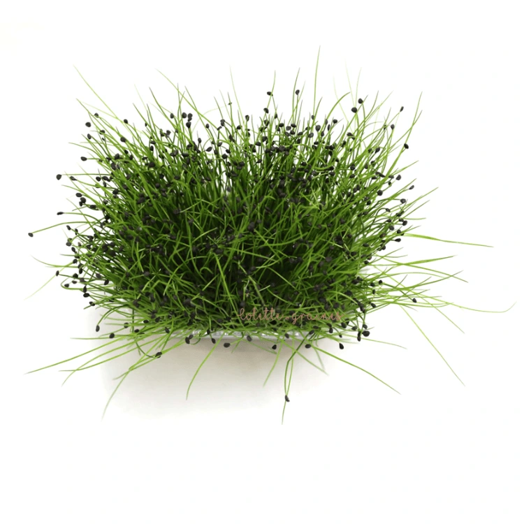 [SAAILAB150] Graines d'Ail bio pour micro-pousses (150g)