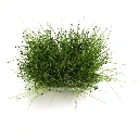Sachet d'ail AB