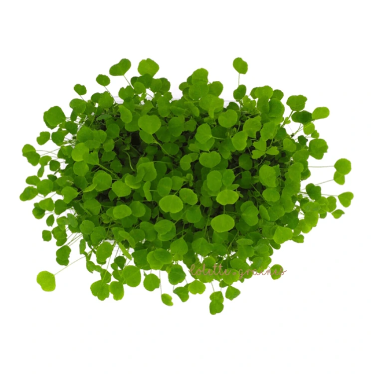 [SAALFALFAAB150] Graines d'Alfalfa bio pour micro-pousses (150g)