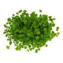 Sachet d'Alfalfa