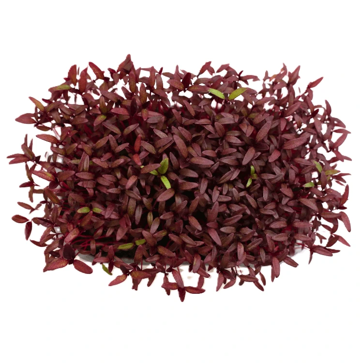 [SAAMARANTENT50] Graines d'Amarante pour micro-pousses (50g)