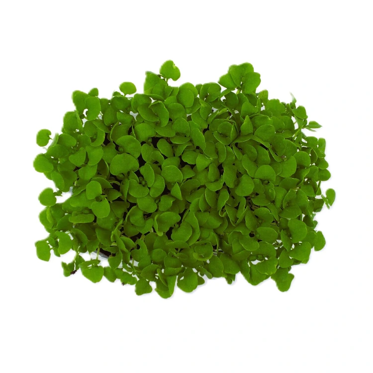 [SABASILICVERTNT150] Graines de Basilic vert pour micro-pousses (150g)