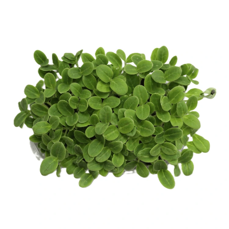 [SABOURRACHEAB50] Graines de Bourrache pour micro-pousses (50g)