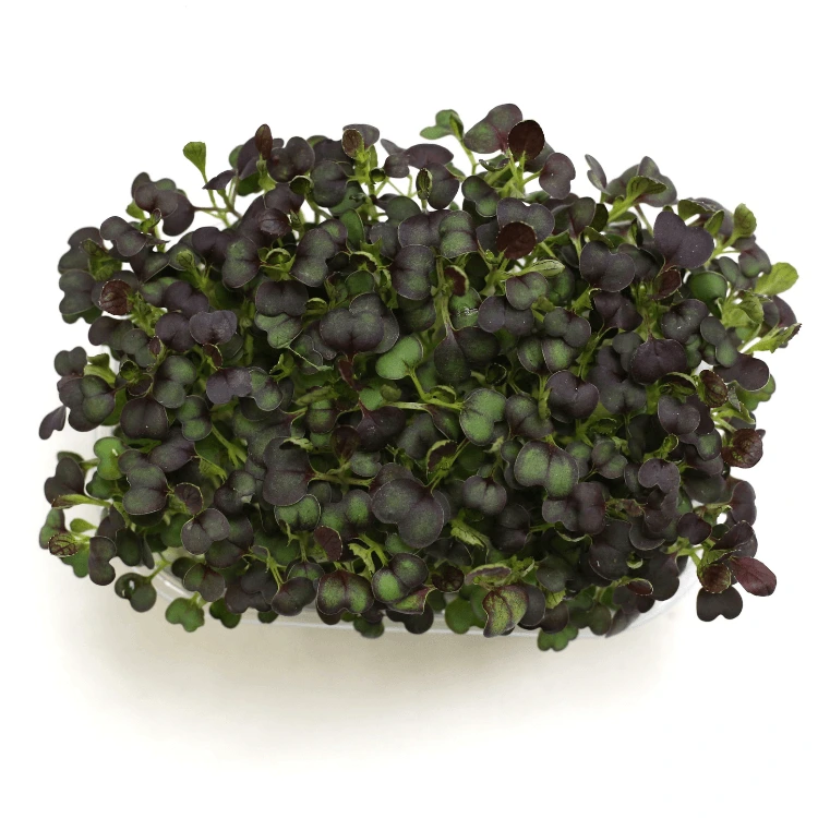 [SACHOUKALEAB150] Graines de Chou kale bio pour micro-pousses (150g)