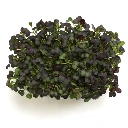 Graines de Chou kale bio pour micro-pousses