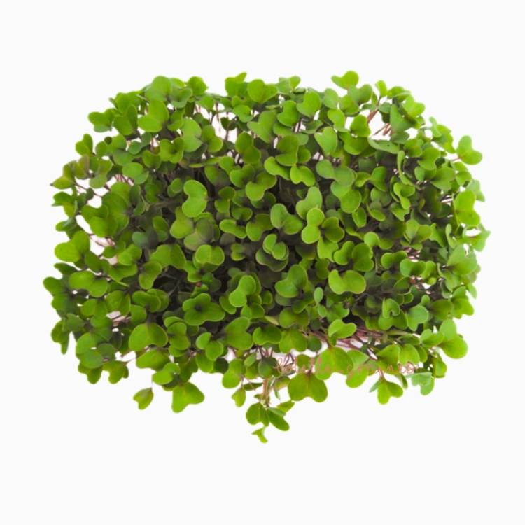 [SACHOUROUGEAB150] Graines de Chou rouge bio pour micro-pousses (150g)