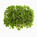 Graines de Chou rouge bio pour micro-pousses