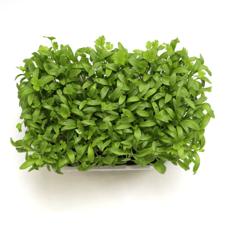 [SACORIANDREAB150] Graines de Coriandre pour micro-pousses (150g)