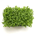 Graines de Coriandre pour micro-pousses
